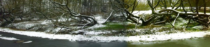 Riesenweide von Windhagen / Westerwald